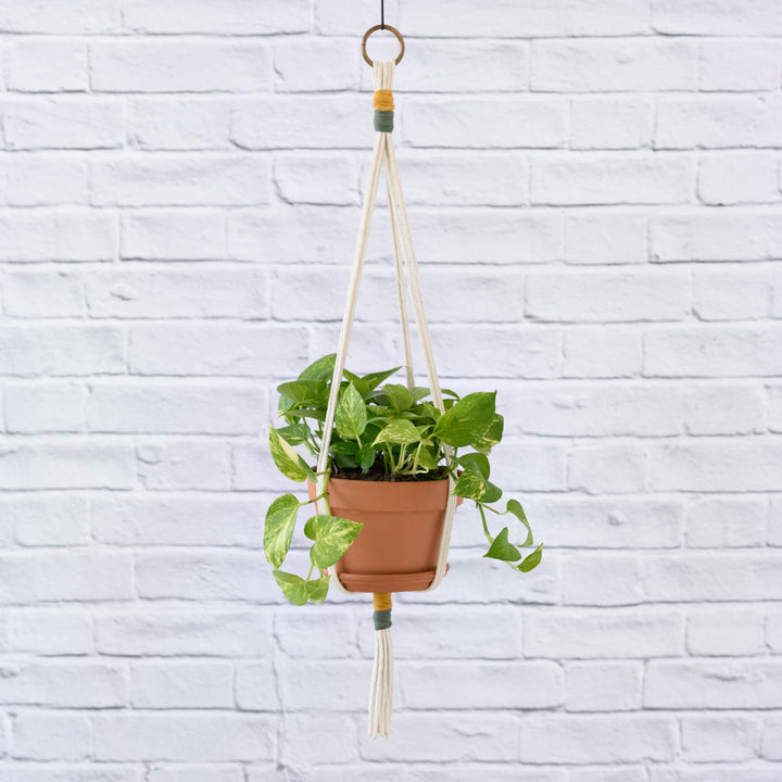 Golden Pothos - LARGE - Shop Online!