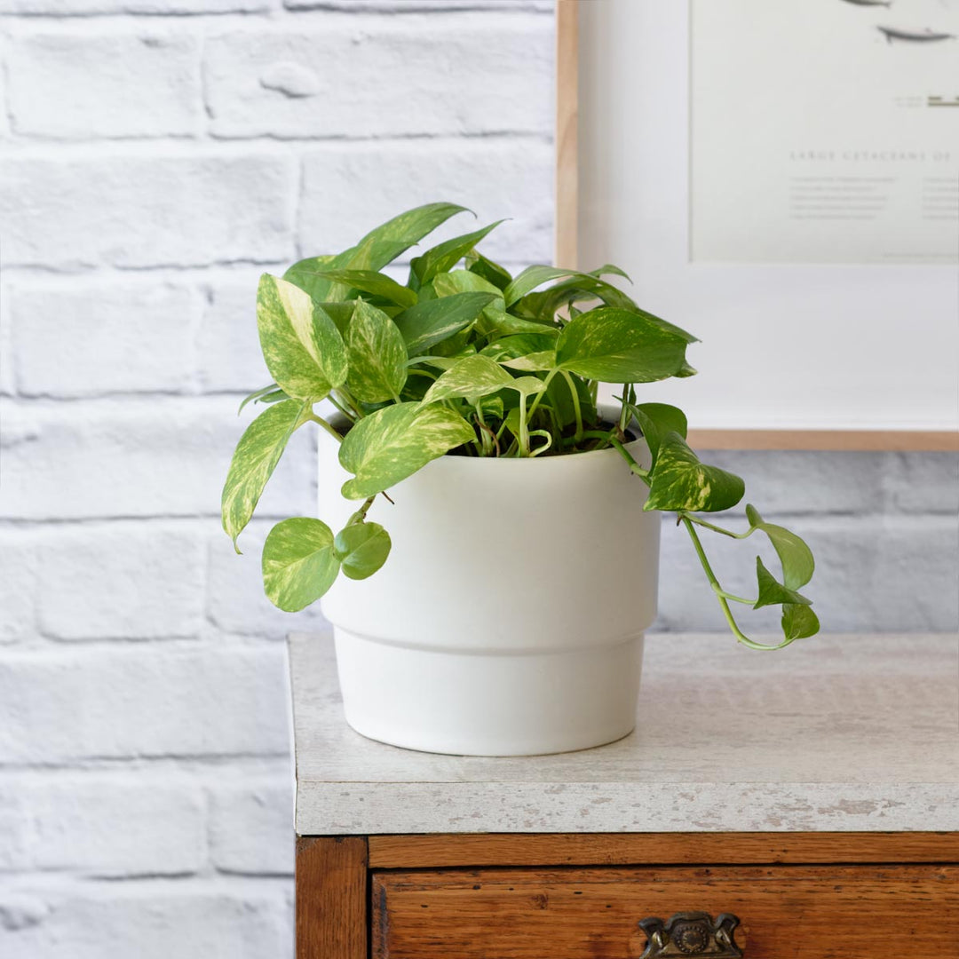 Golden Pothos - LARGE - Shop Online!