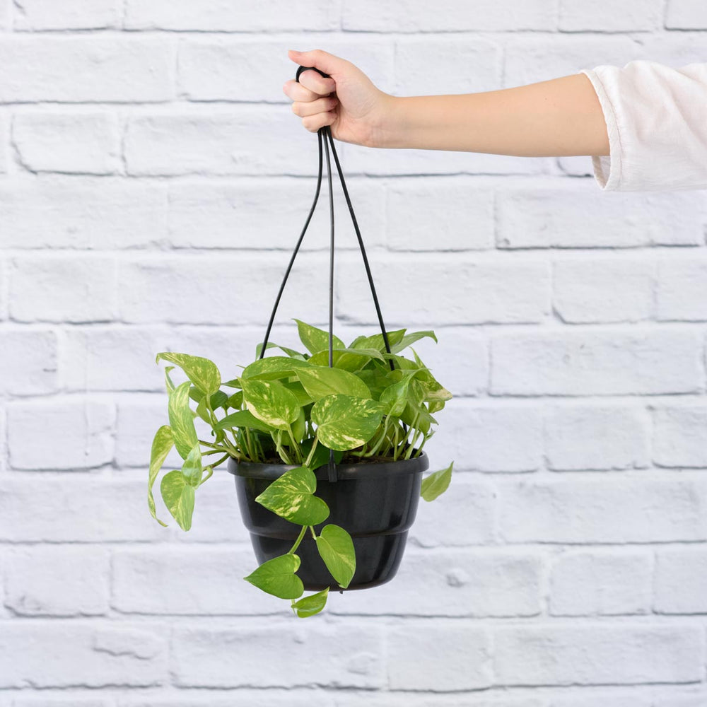 Golden Pothos - LARGE - Shop Online!