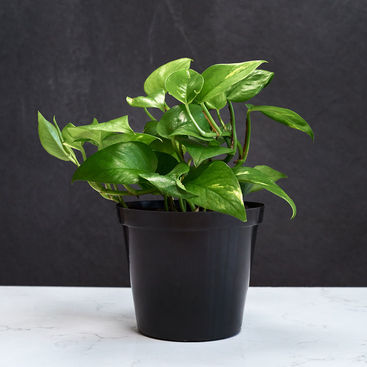 Golden Pothos - Shop Online!