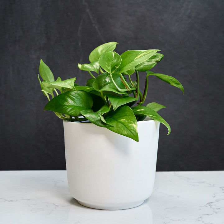 Golden Pothos - Shop Online!