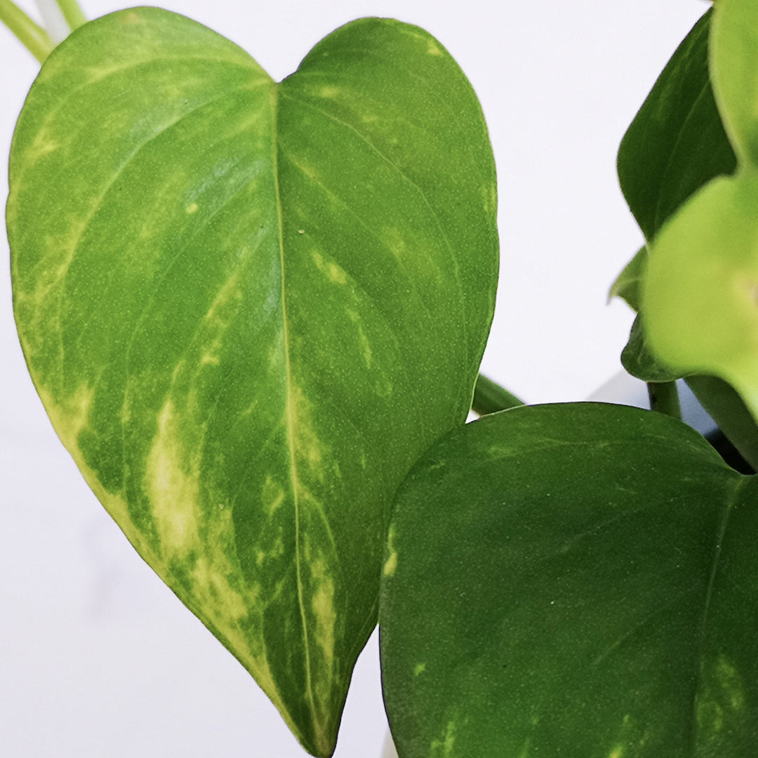 Golden Pothos - LARGE - Shop Online!