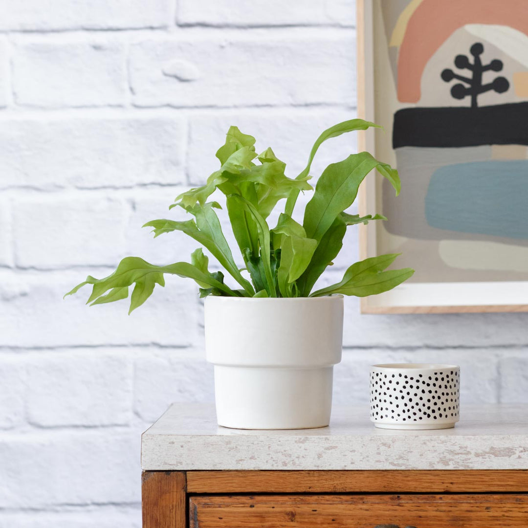 Green Flame Fern - Shop Online!