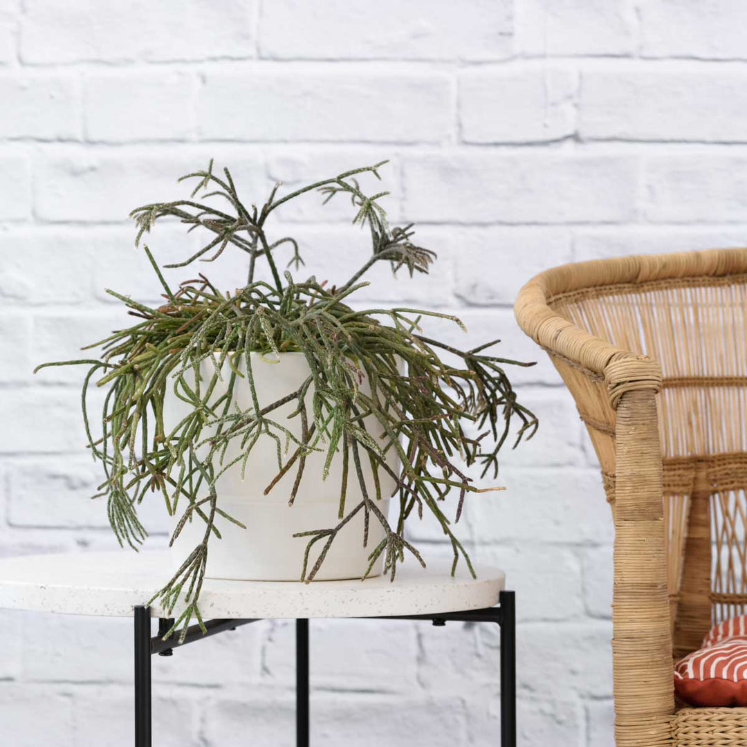 Hairy Stemmed Rhipsalis - Shop Online!