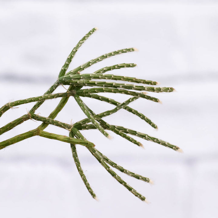 Hairy Stemmed Rhipsalis - Shop Online!