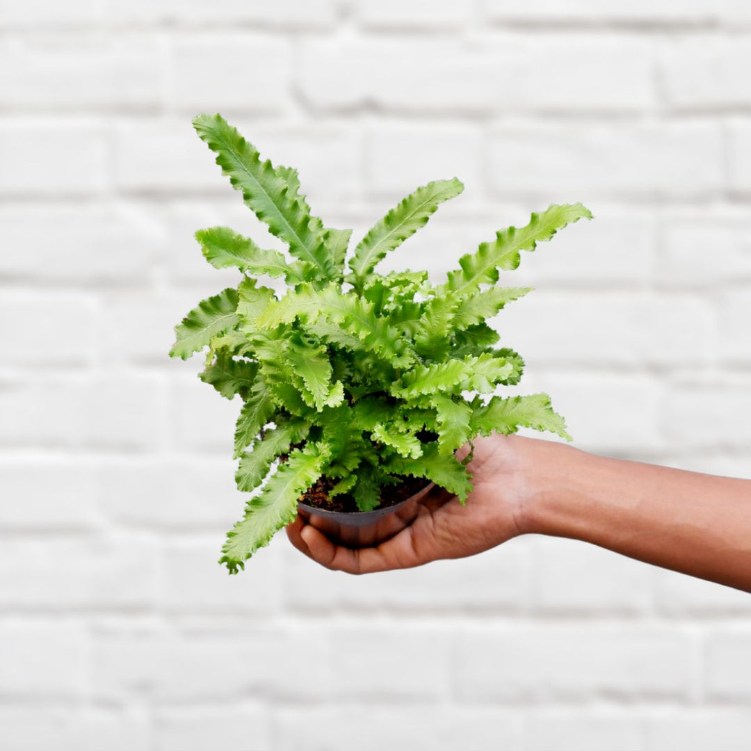 Hart's Tongue Fern - Shop Online!