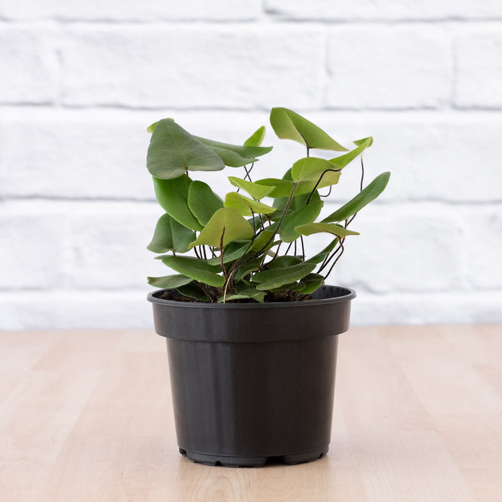Heart Leaf Fern - Shop Online!