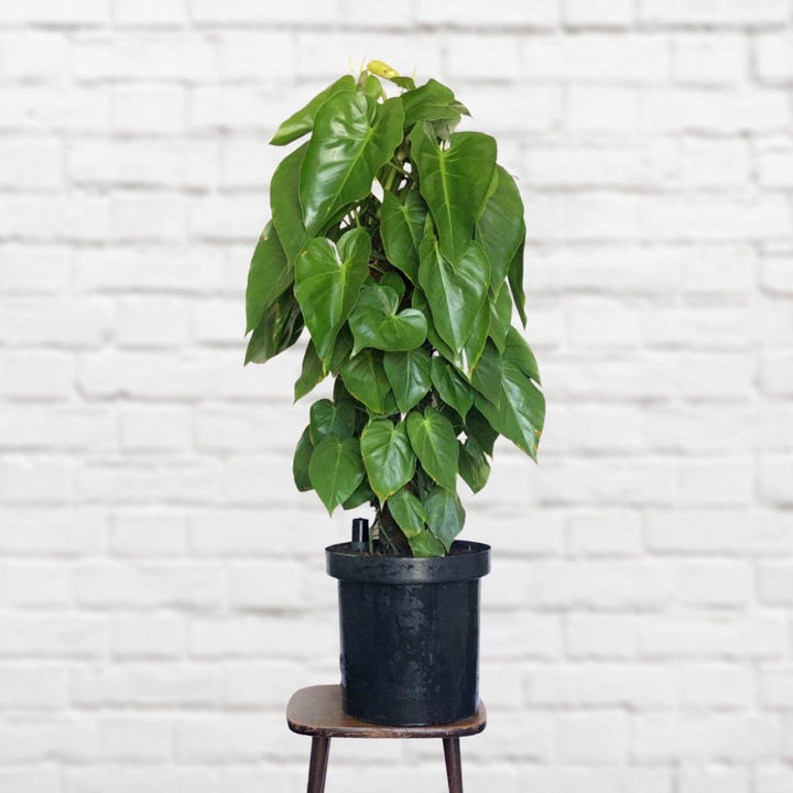 Heart Leaf Philodendron - Moss Pole - Extra Large - Shop Online!