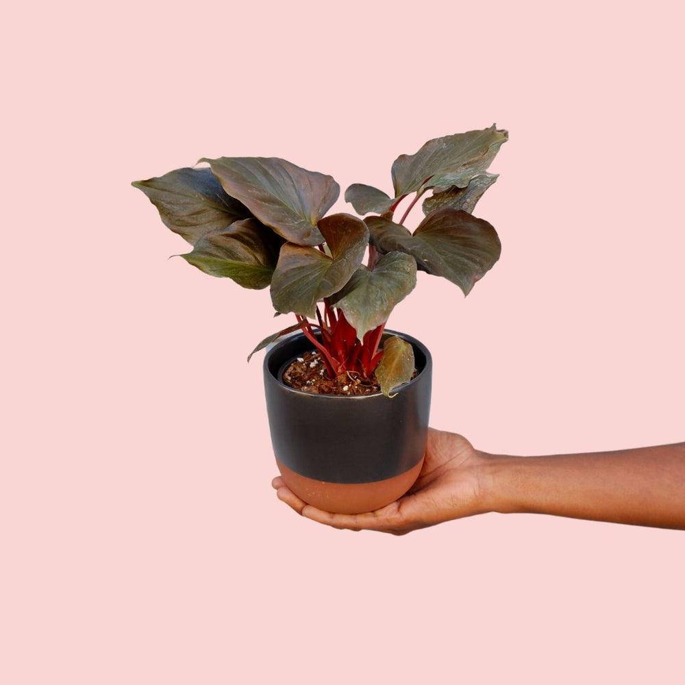 Homalomena Flamenco - Shop Online!