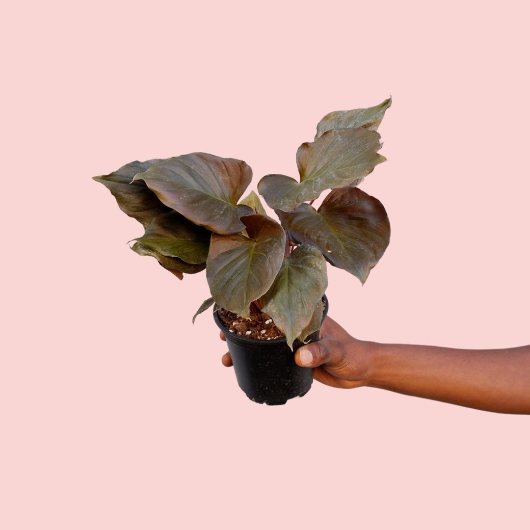 Homalomena Flamenco - Shop Online!