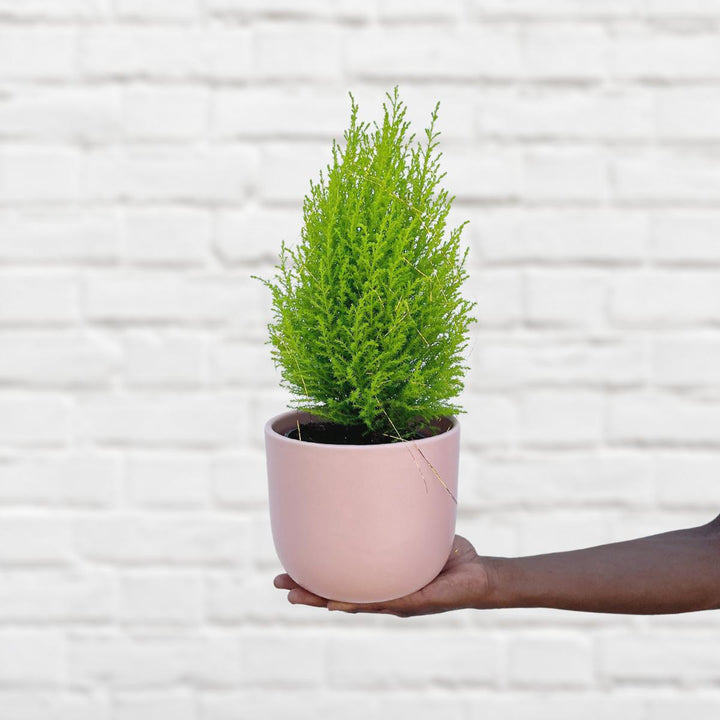 Festive Cypress Tree - Shop Online!