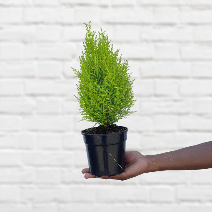 Festive Cypress Tree - Shop Online!