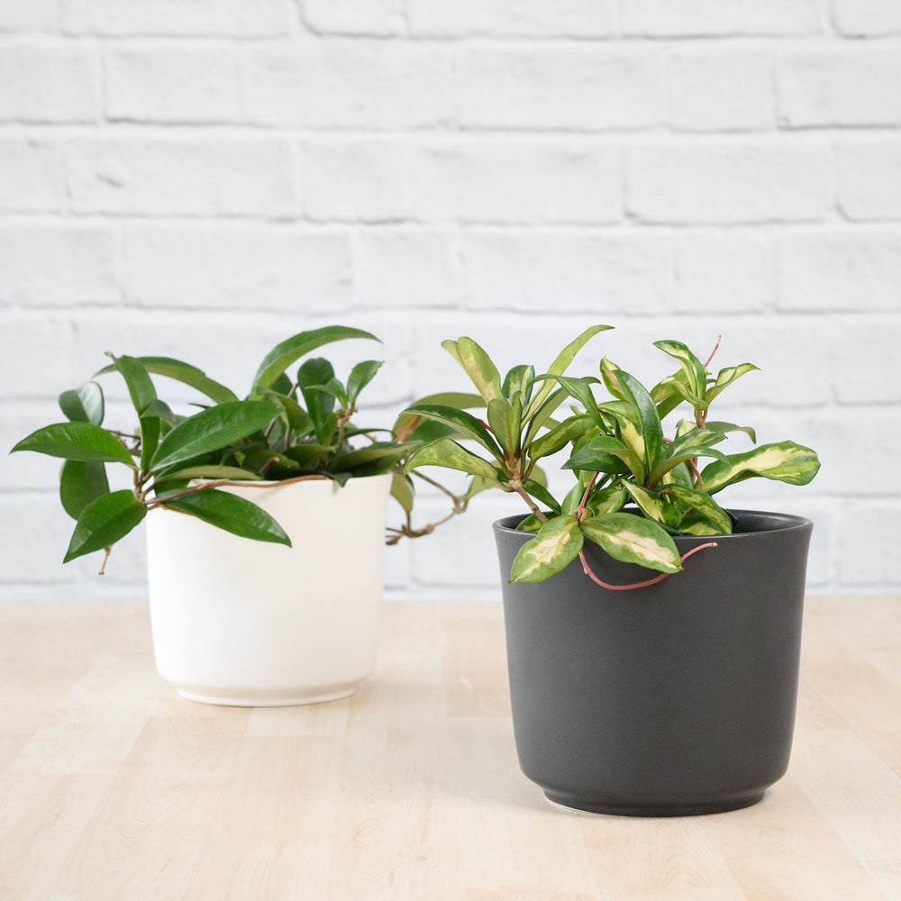 Hoya Carnosa - Variegated - Shop Online!