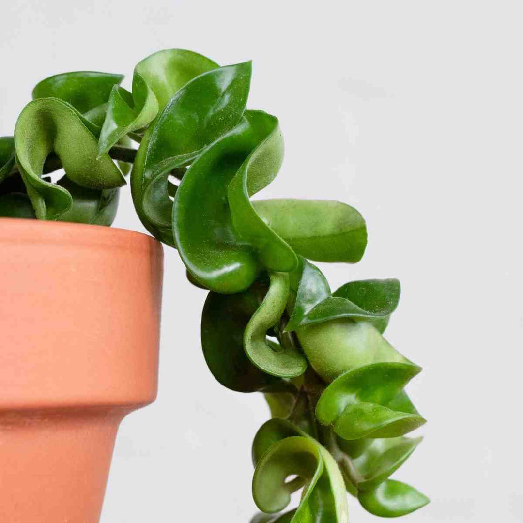 Hoya Compacta - 3 stem - Shop Online!