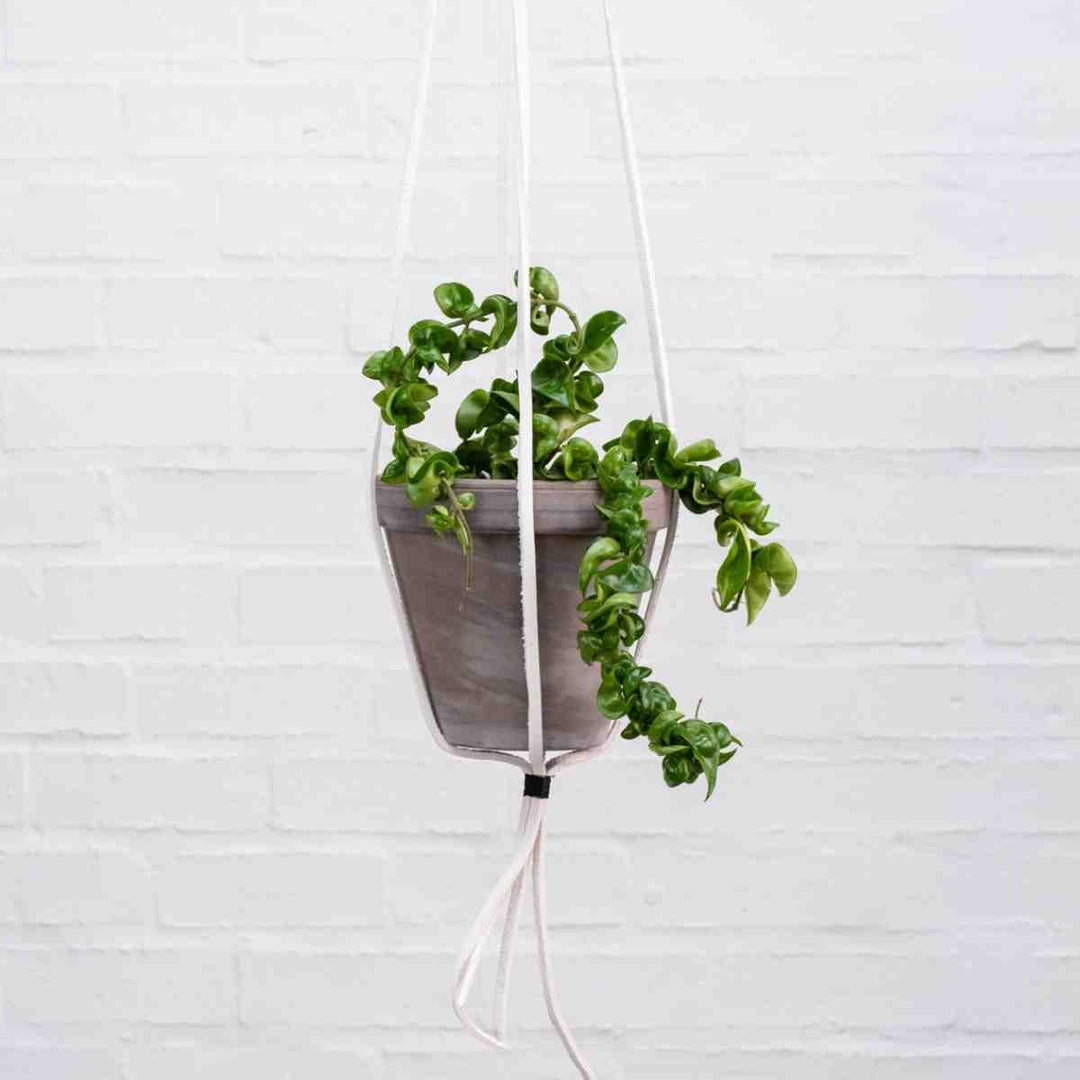 Hoya Compacta - 3 stem - Shop Online!