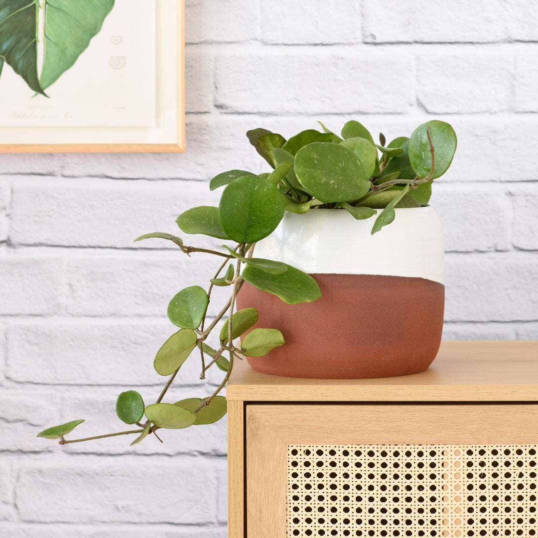 Hoya Obovata - Shop Online!