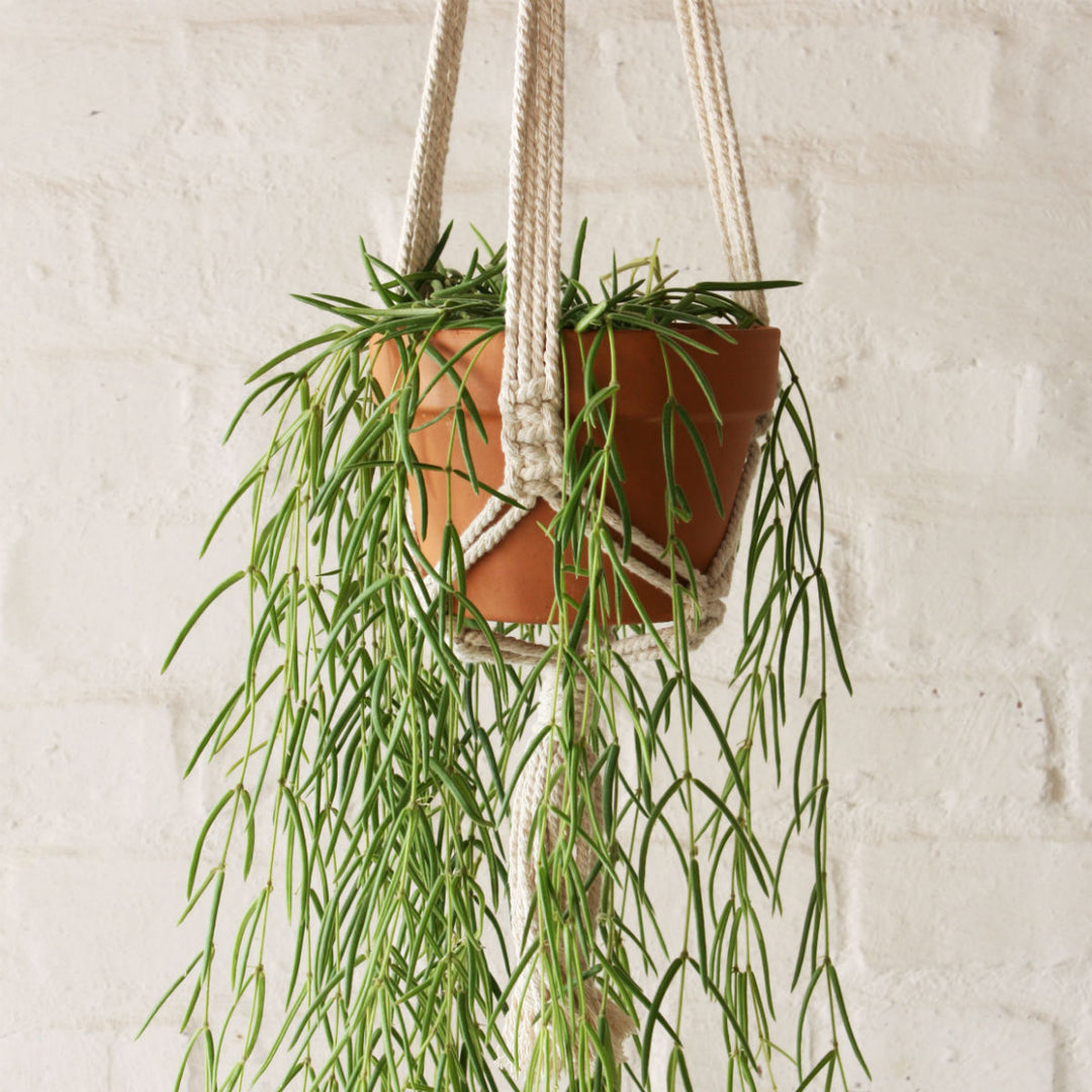 Hoya Linearis - Shop Online!