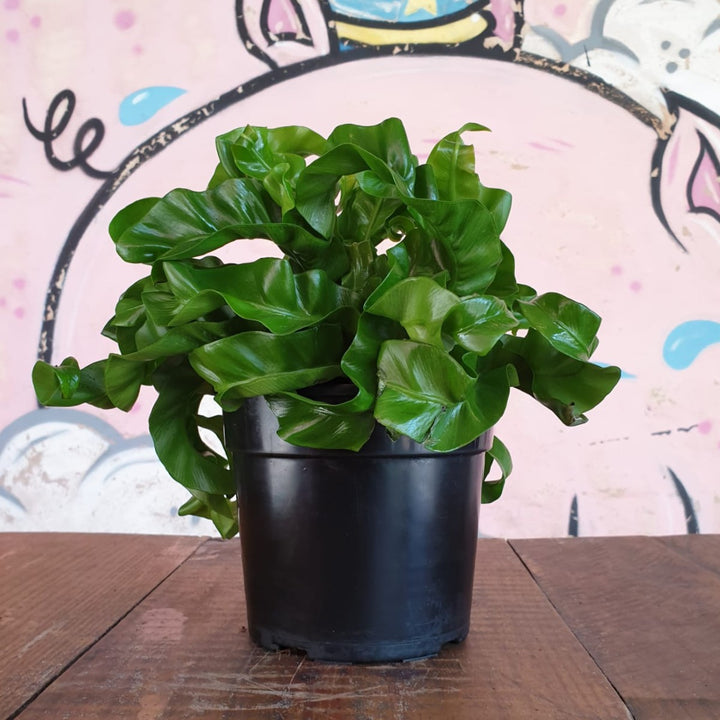 Hurricane Birds Nest Fern - Shop Online!