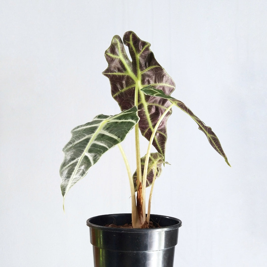 Alocasia Amazonica - Shop Online!