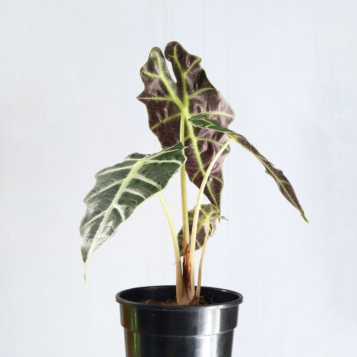 Alocasia Amazonica - Shop Online!