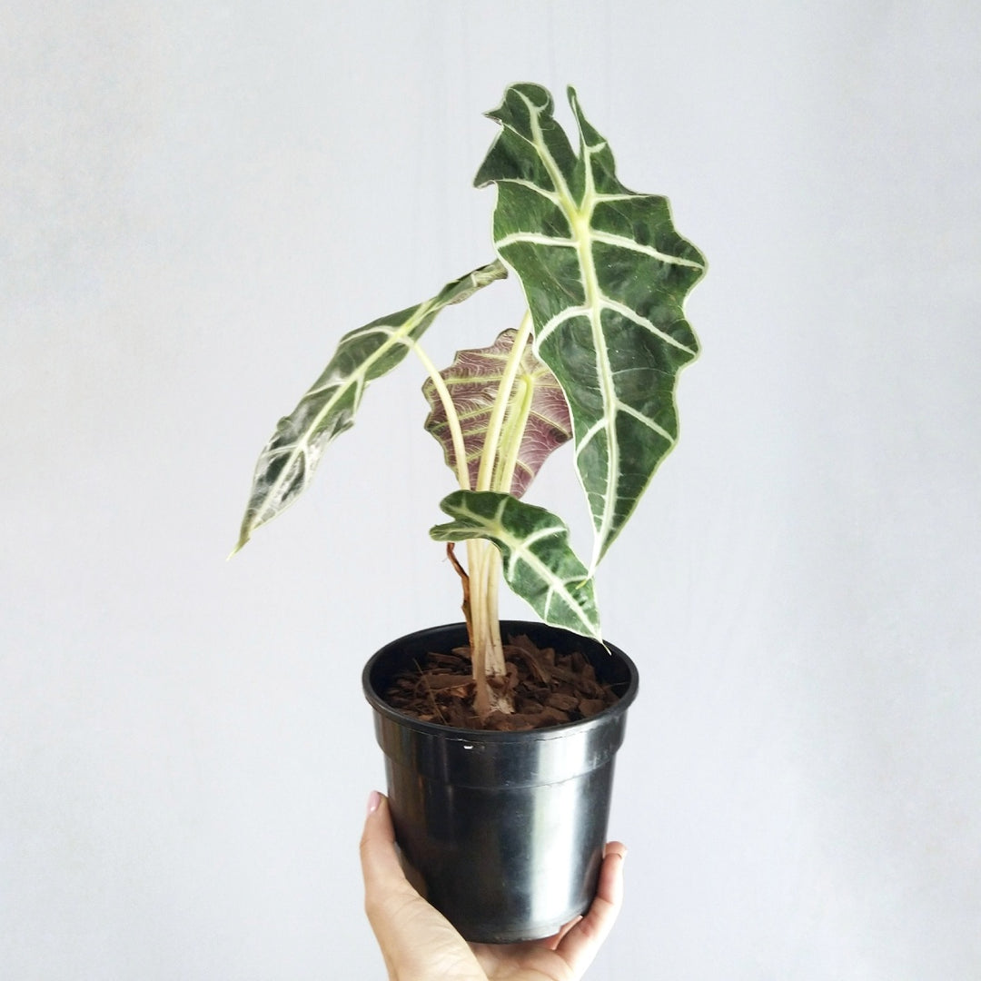 Alocasia Amazonica - Shop Online!