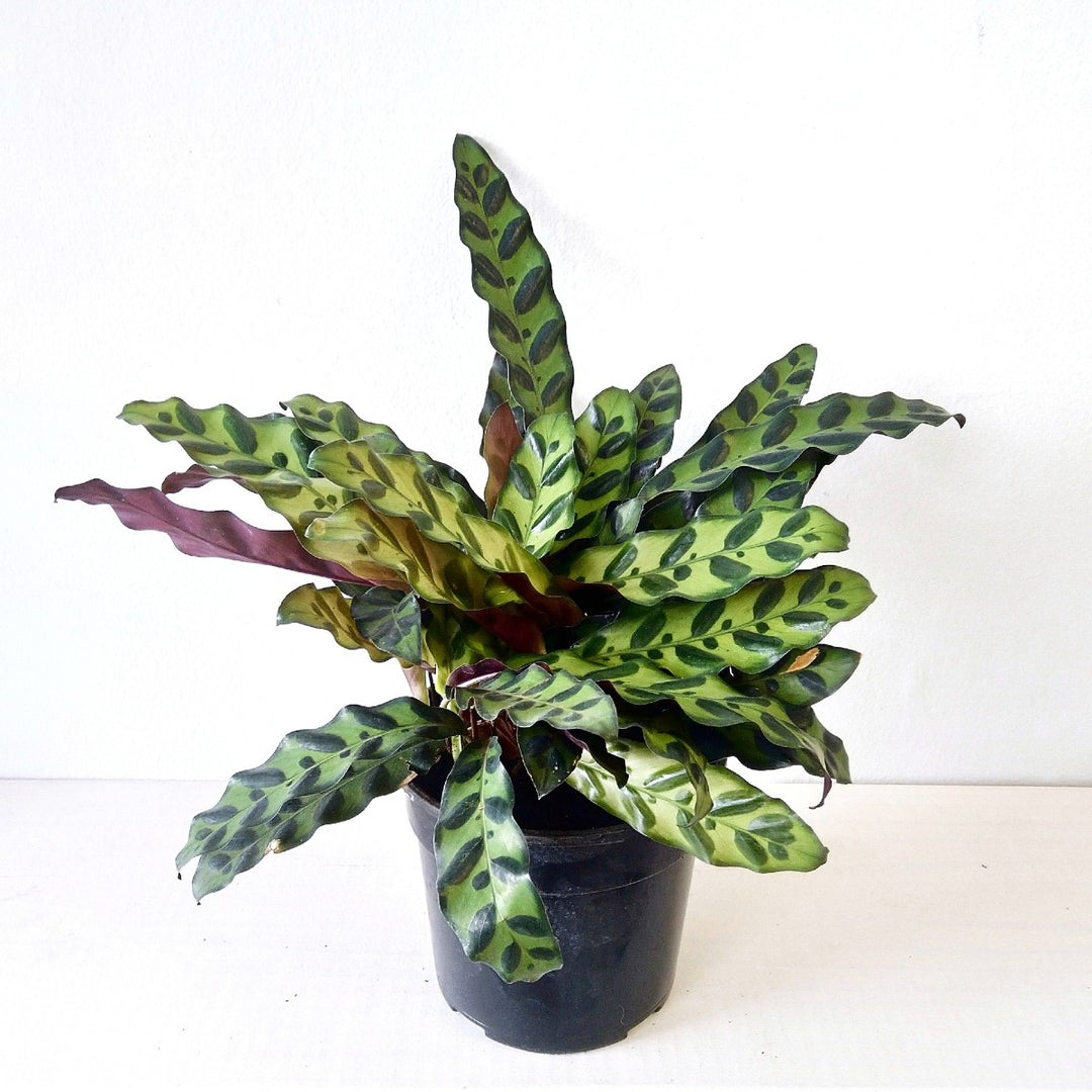 Rattlesnake Plant - Shop Online!