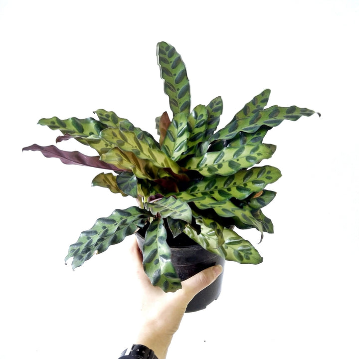 Rattlesnake Plant - Shop Online!