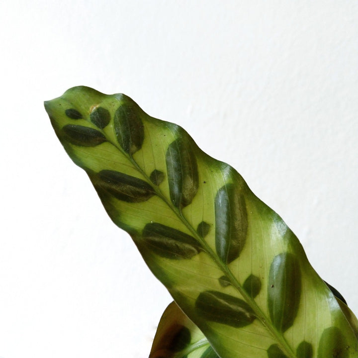 Rattlesnake Plant - Shop Online!