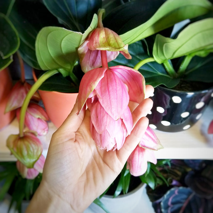Medinilla Magnifica - Shop Online!