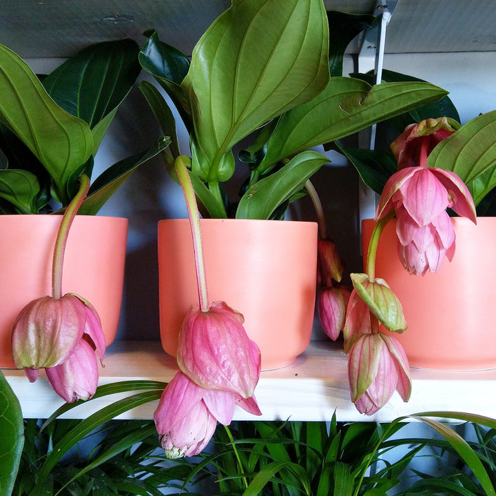 Medinilla Magnifica - Shop Online!