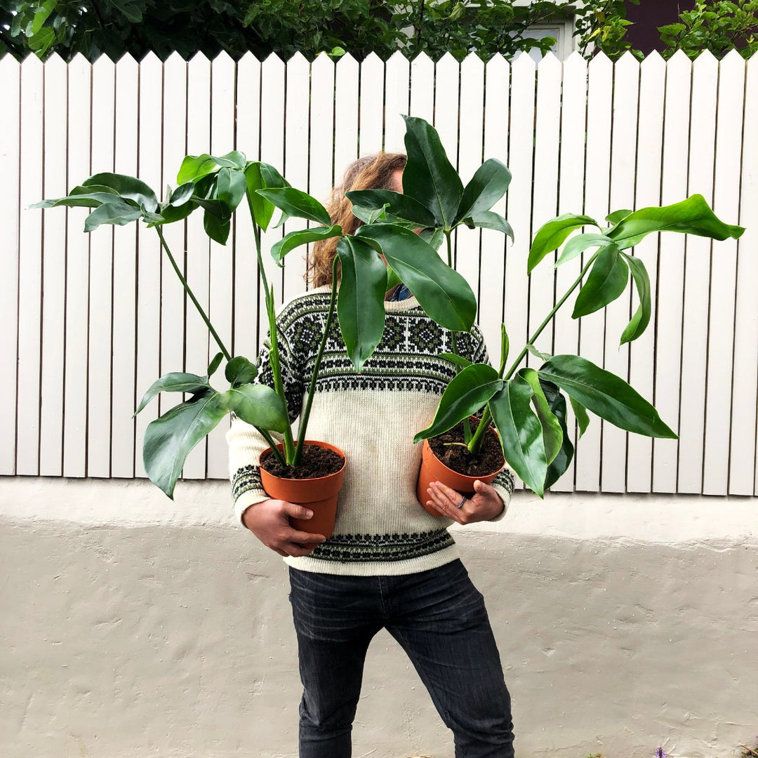 Philodendron Goeldii - Shop Online!