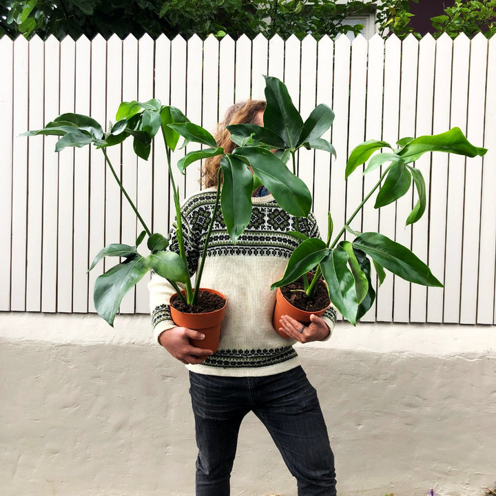 Philodendron Goeldii - Shop Online!