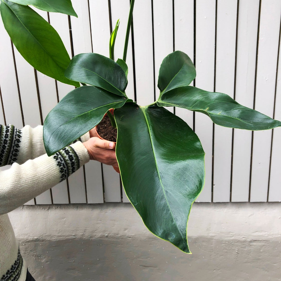 Philodendron Goeldii - Shop Online!