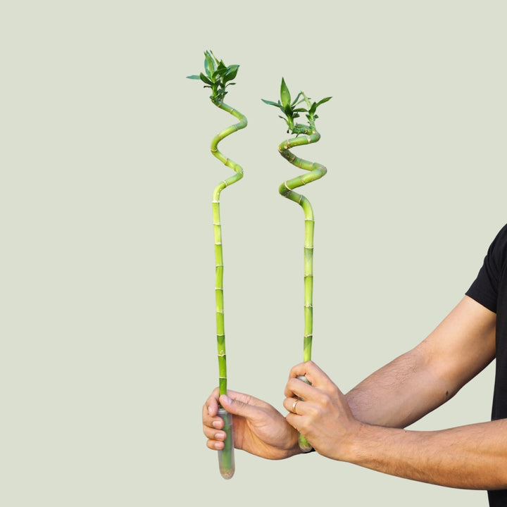 Lucky Bamboo - Shop Online!