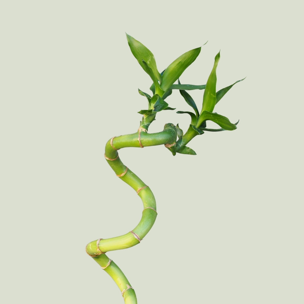 Lucky Bamboo - Shop Online!