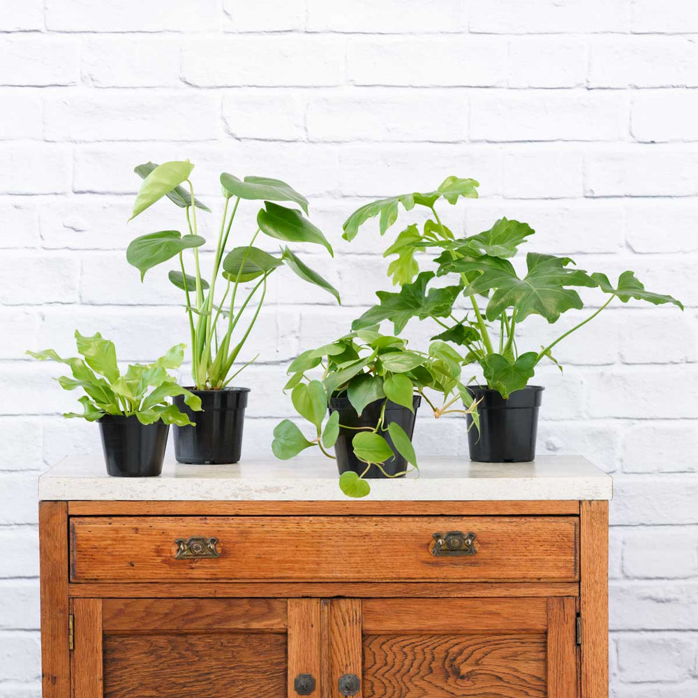 Jungle Starter Pack - Shop Online!