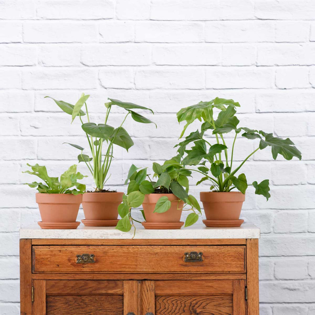 Jungle Starter Pack - Shop Online!