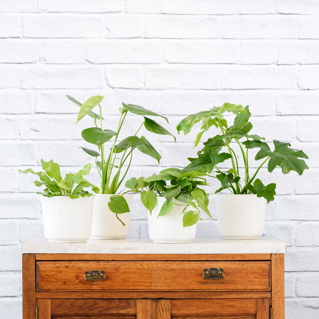 Jungle Starter Pack - Shop Online!