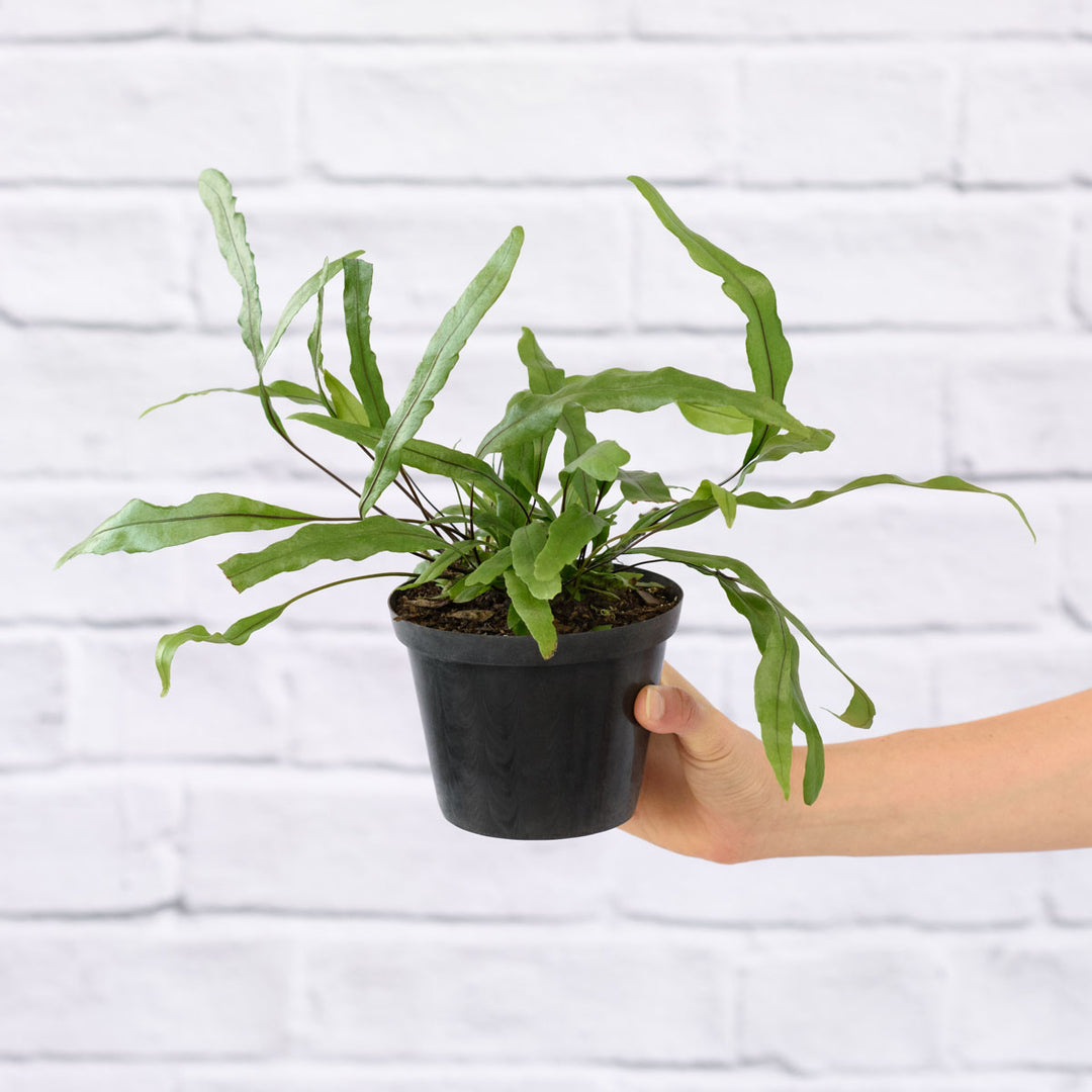 Kangaroo Fern - Shop Online!