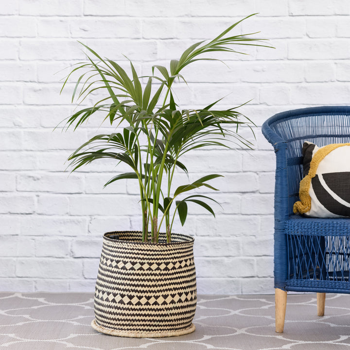 Kentia Palm - Shop Online!