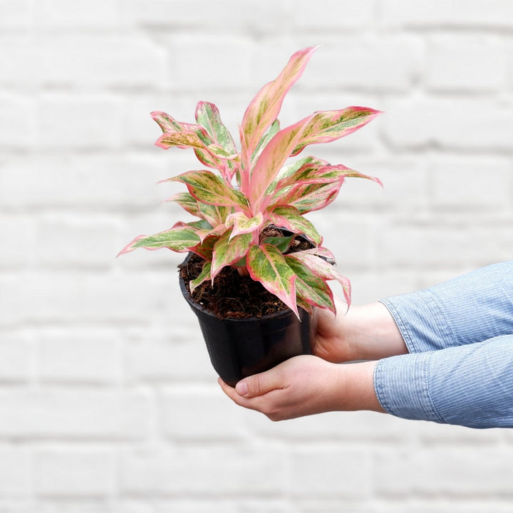 Chinese Evergreen - Orange Siam - Shop Online!