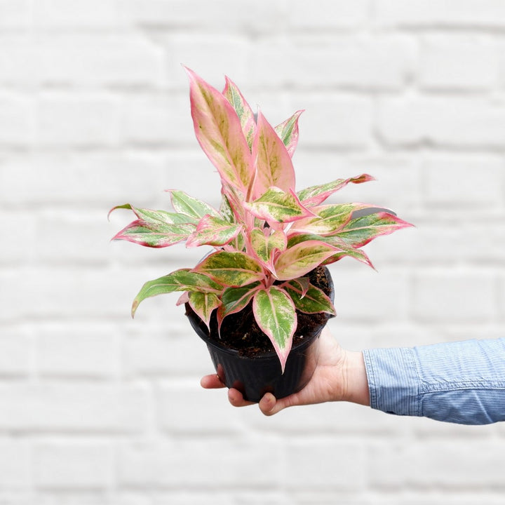 Chinese Evergreen - Orange Siam - Shop Online!