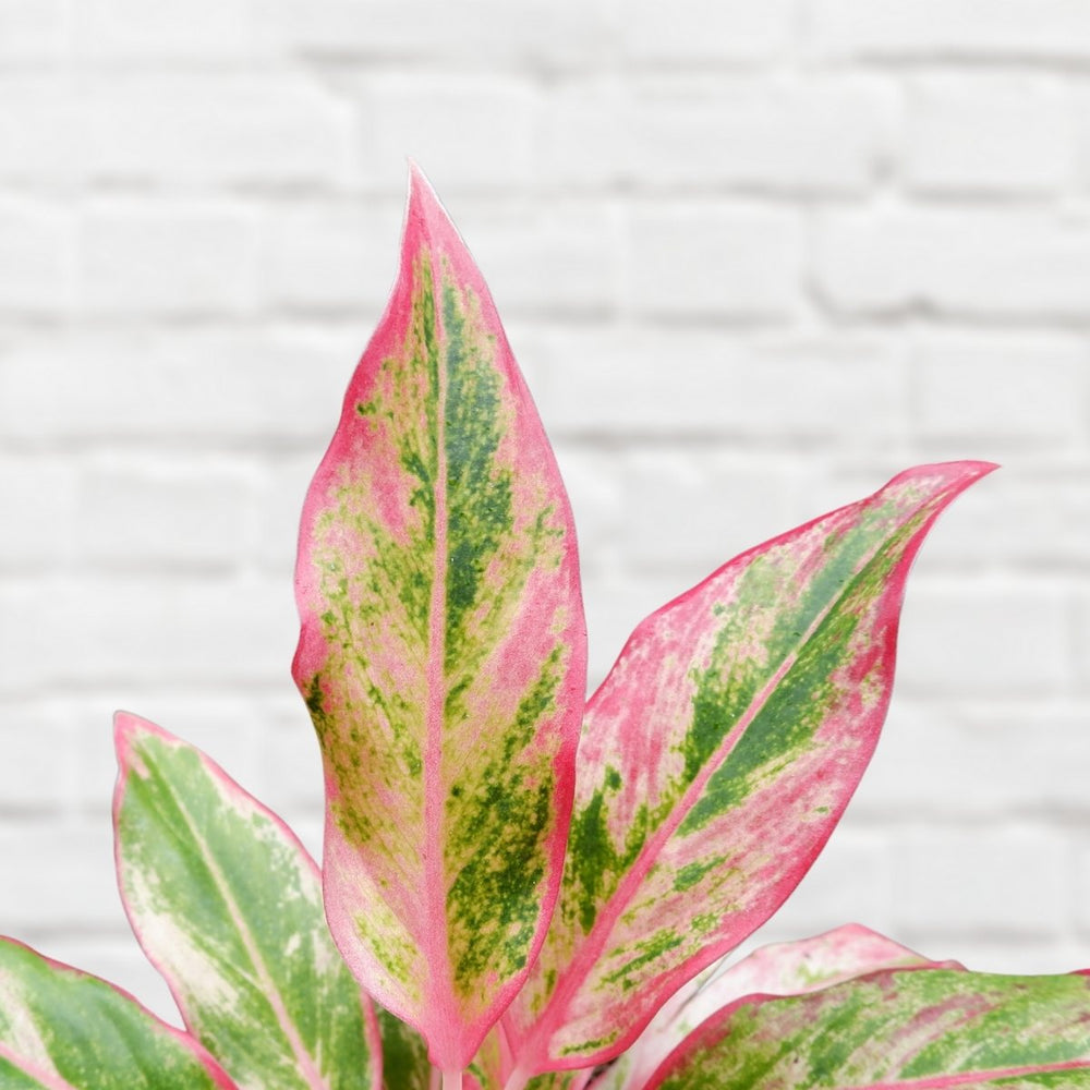 Chinese Evergreen - Orange Siam - Shop Online!