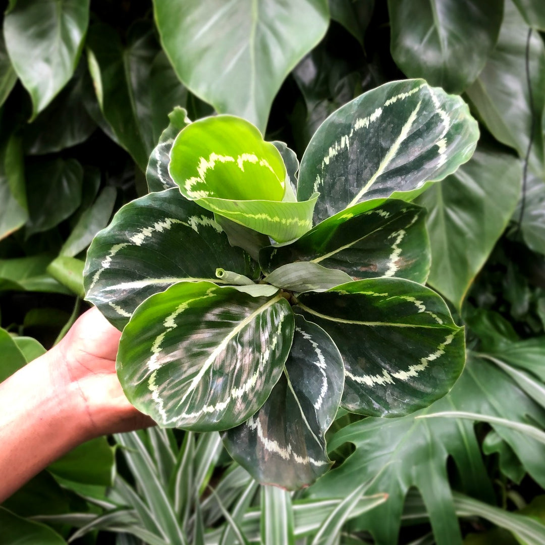 Calathea Green Lipstick - Shop Online!