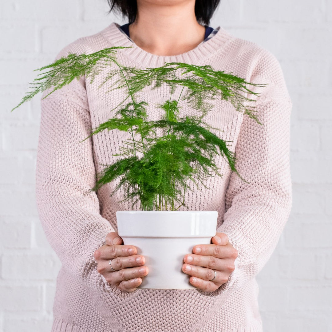 Lace Fern - Shop Online!