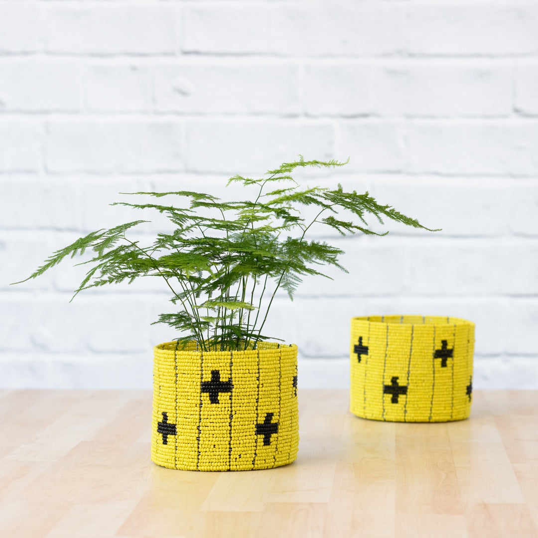 Lace Fern - Shop Online!