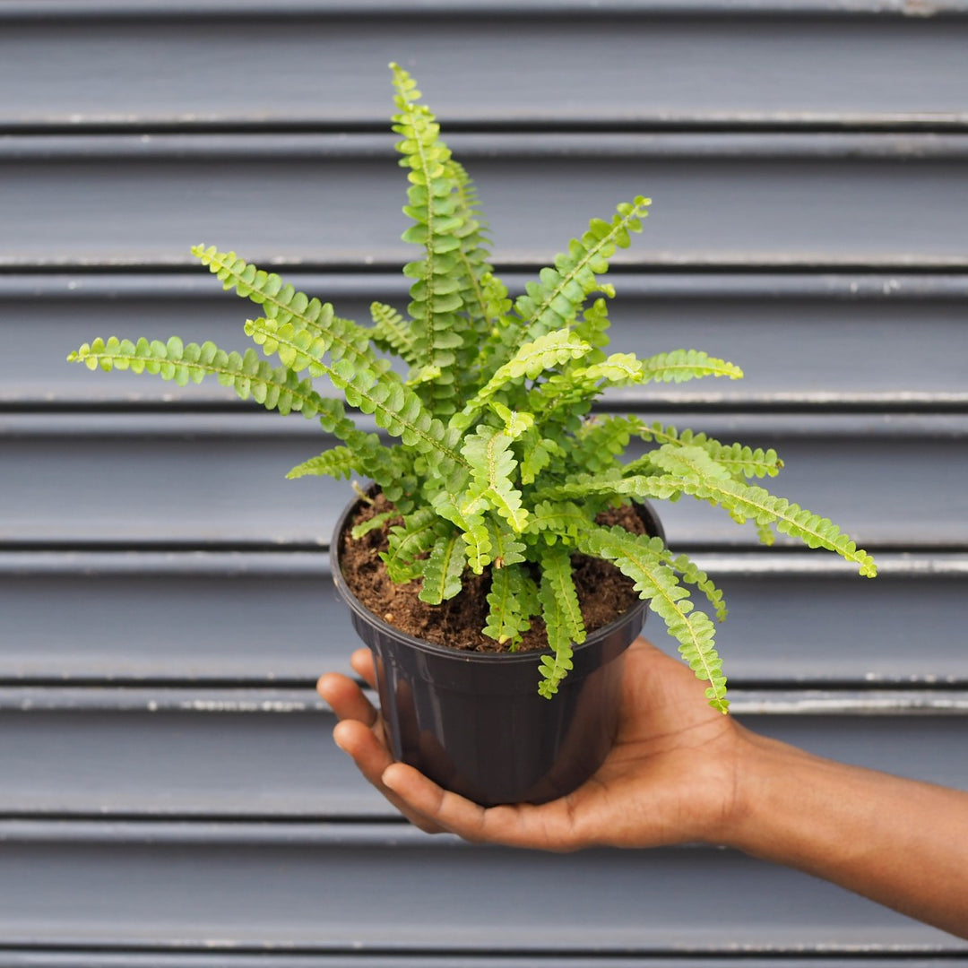 Lemon Button Fern - Shop Online!