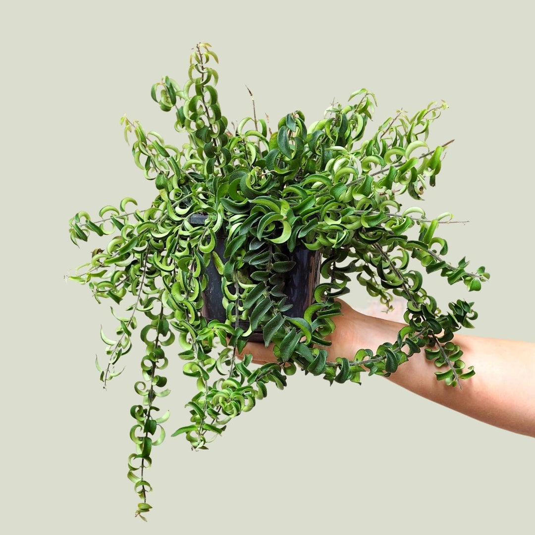 Lipstick Vine - Twister - Shop Online!