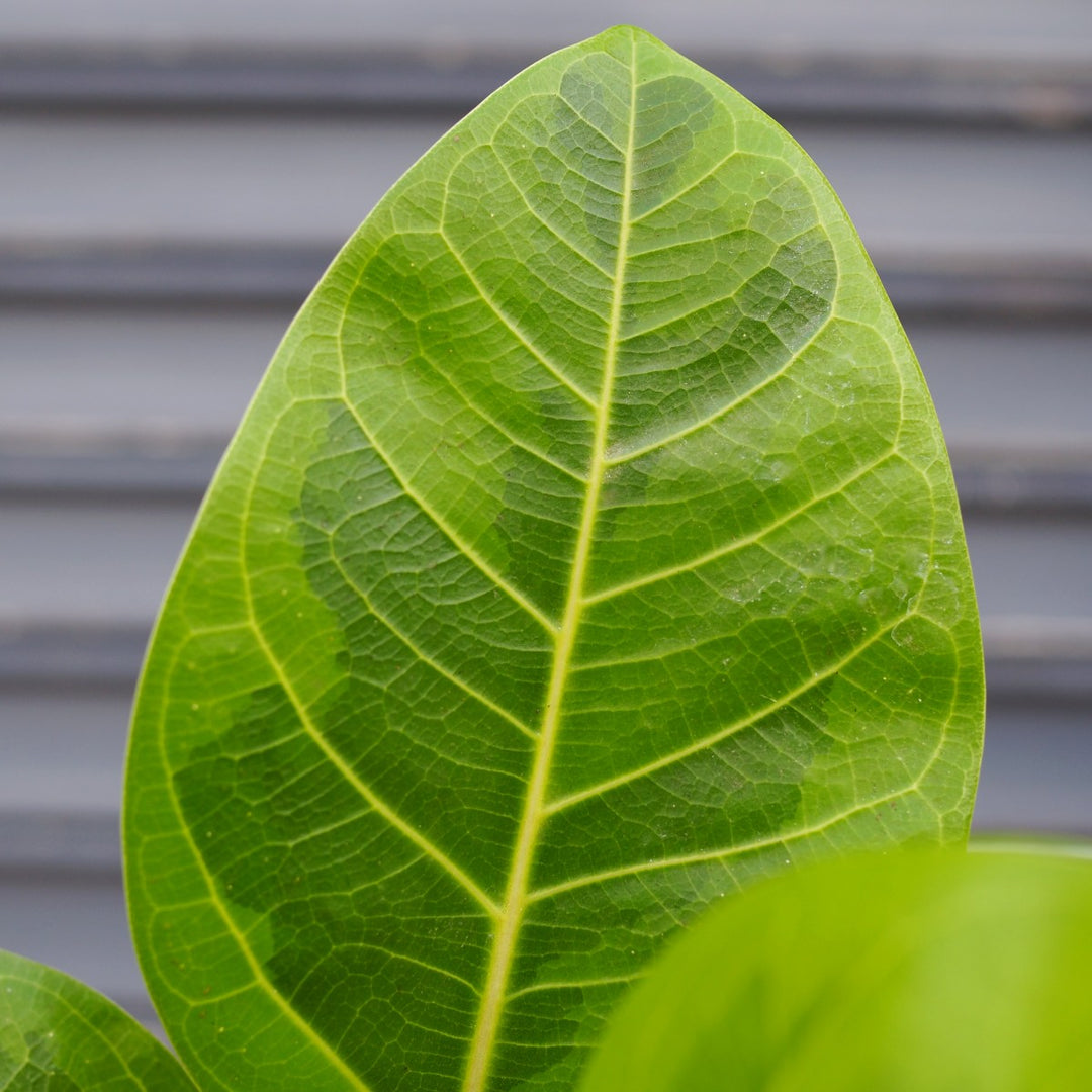 Lofty Fig - Yellow Gem - Shop Online!