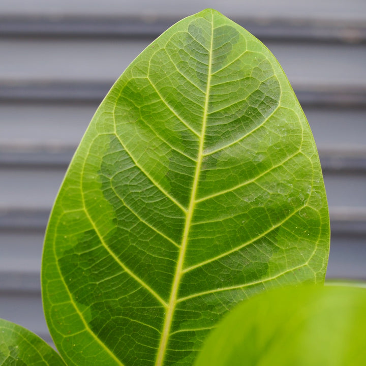 Lofty Fig - Yellow Gem - Shop Online!